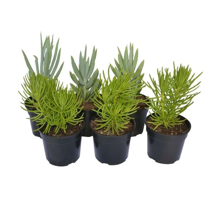 SB Senecio Potted Plant (150mm)