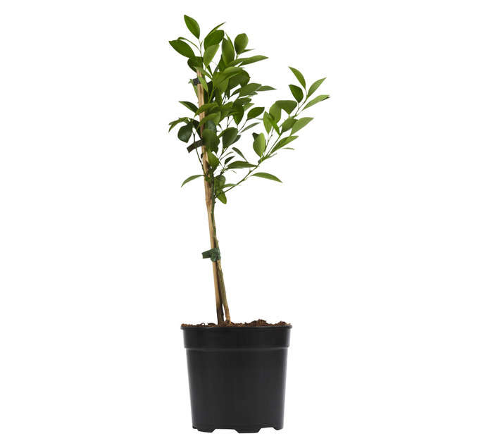 Plantimex Calamondin Potted Plant (190mm)