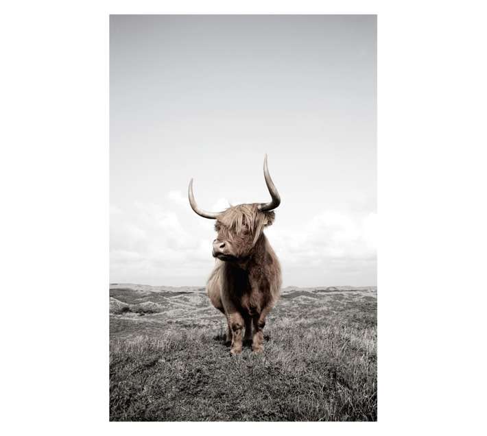 Design House Yak Canvas Print - Brown (600 x 900mm)