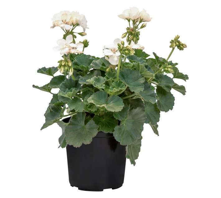 Colorweis Pelargonium PBR Pot (170mm)