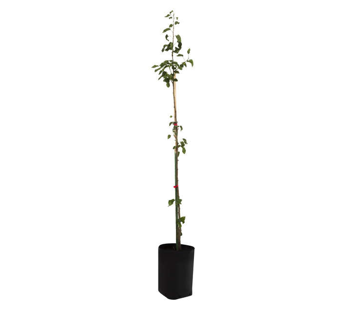 Giving Trees Rosemarie Pear Fruit Tree (10L)