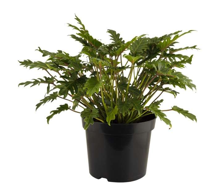 San Michell Philodendron Xanadu Plant (310mm)