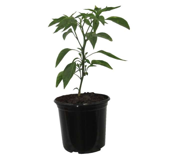 Capsicum Annuum Pot Pepper Jalapeno (15cm Pot)