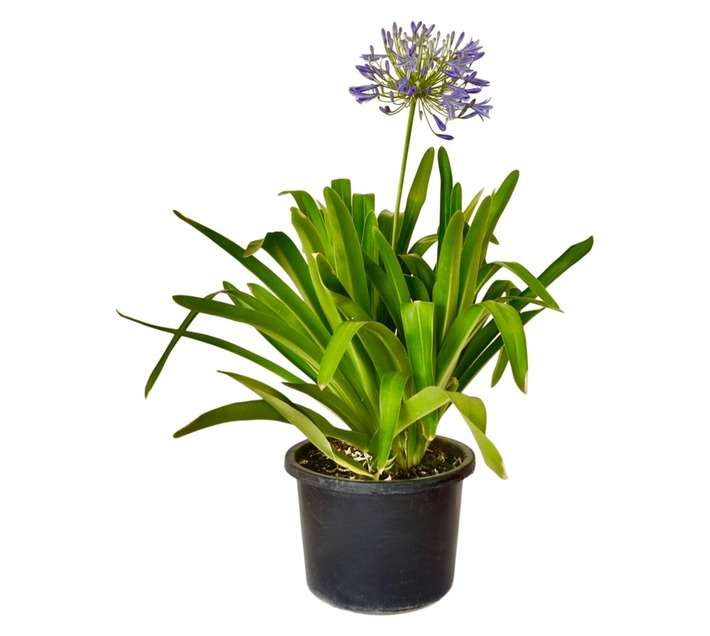 Colorweis Agapanthus Africanus Pot (170mm)