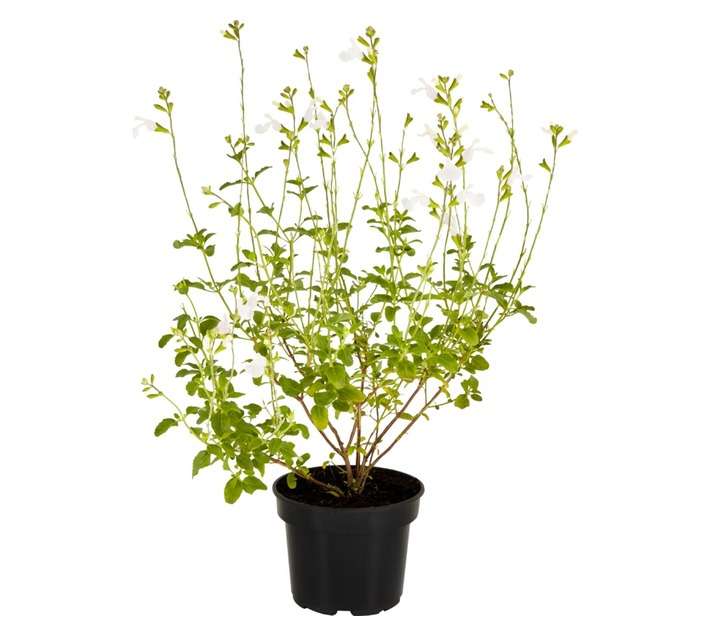 San Michell 17976 Salvia Potted Plant - Assorted (140mm)