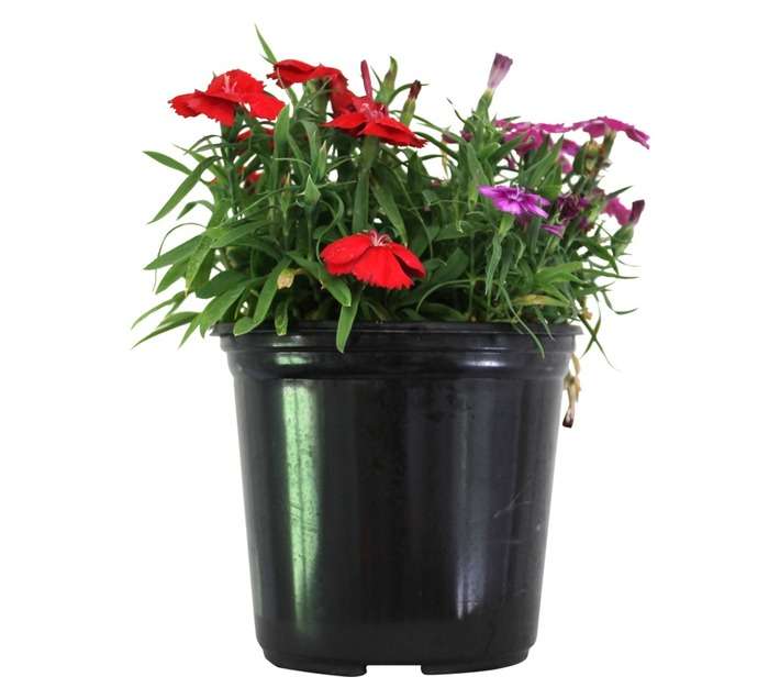 Andy Titterton Dianthus Potted Plant (150mm)
