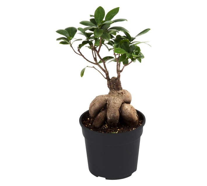 LVG Ficus Ginseng Potted Plant - Black (140mm)
