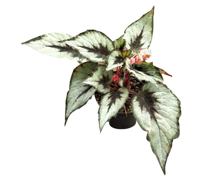 Plantimex Begonia Rex Pot (150mm)