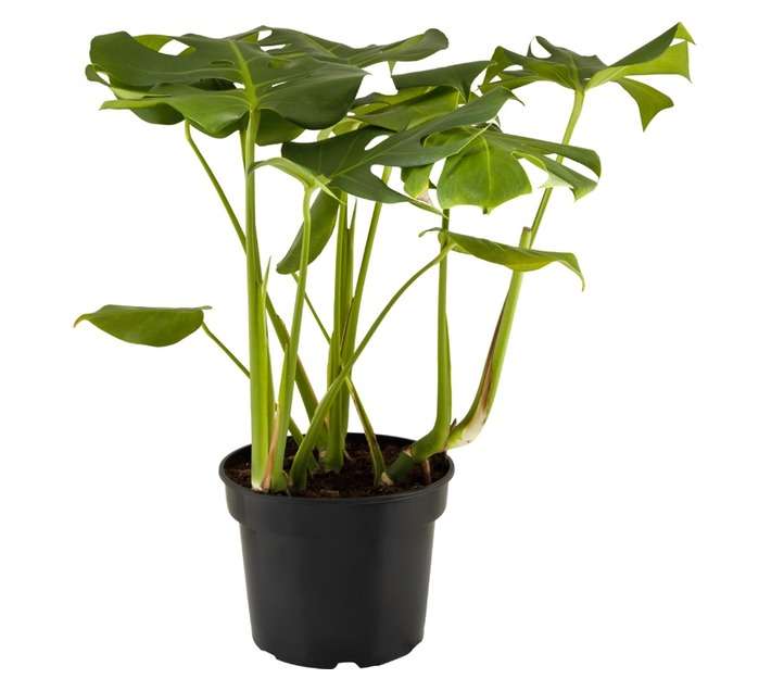 San Michell Monstera Deliciosa Plant (260mm)