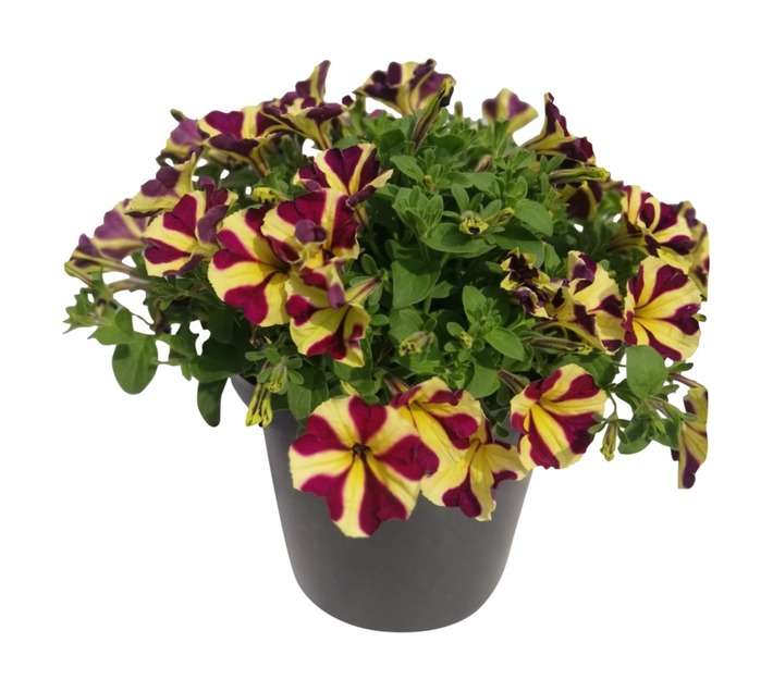 Andy Titterton Colour Pot - Assorted (250mm) 472850