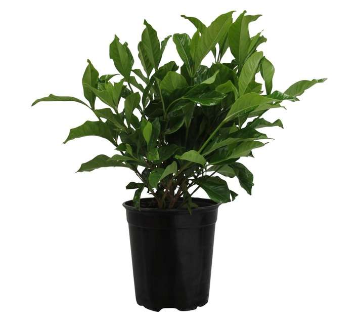 Gardenia Augusta Florida (20cm Pot)