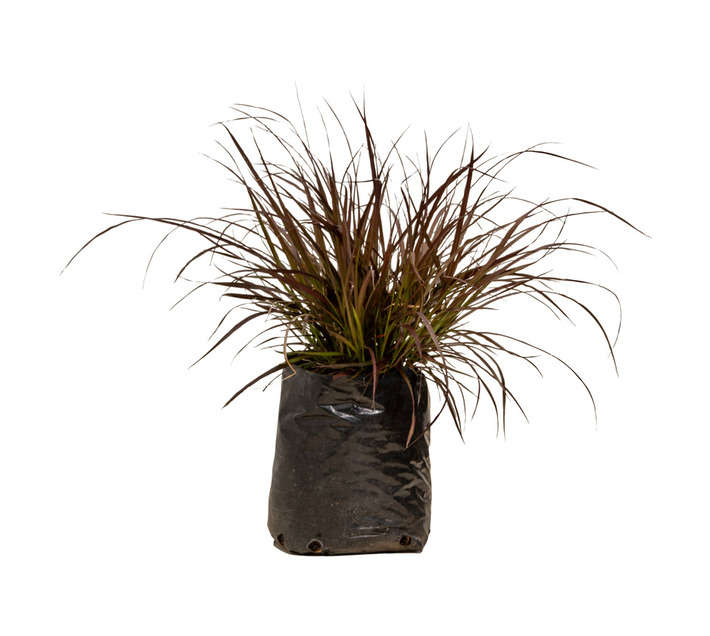 Colorweis Pennisetum Rubrum Shrub - Purple (5L)
