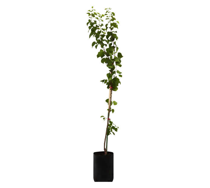 Giving Trees Supergold Apricot Fruit Tree (10L)