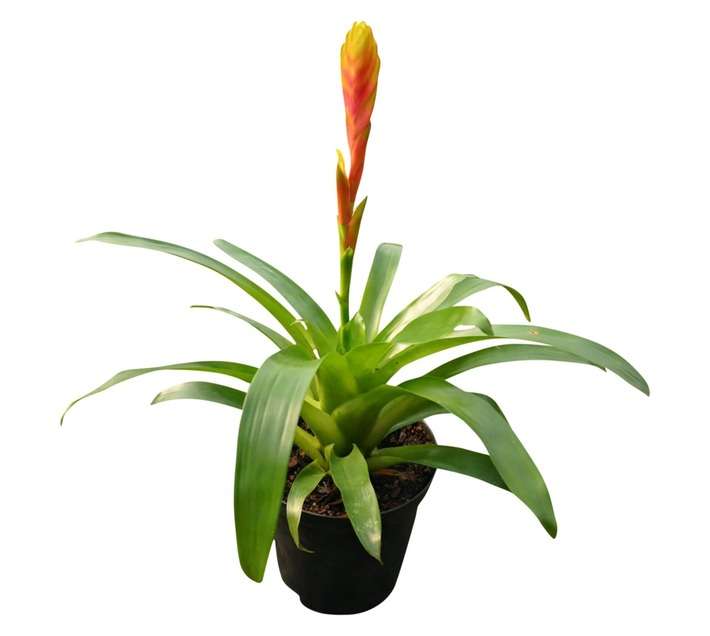 Airely Farms Bromeliad Vriesea Potted Plant (150mm)