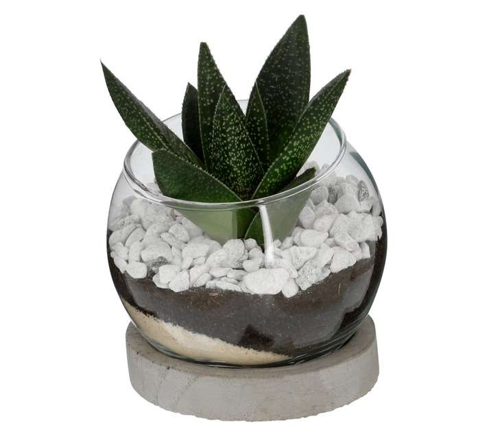 Succulent in Glass Bowl (80mm)