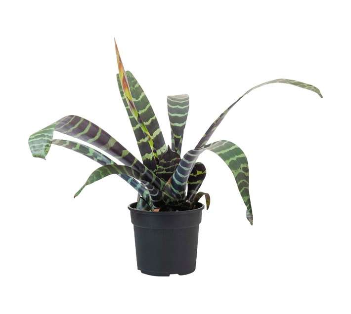 Plantimex Vriesea Splenriet Pot - Black (165 x 180 x 150mm)
