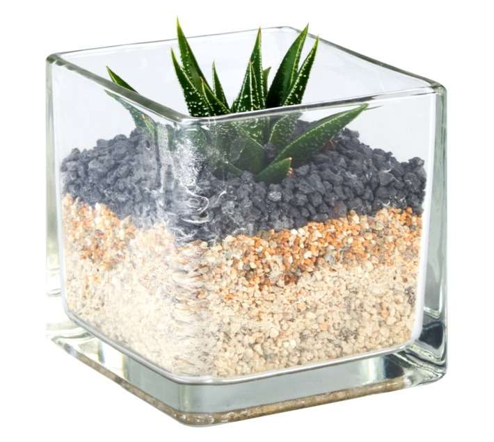 Small Succulent Terrarium Glass Cube (90 x 90 x 90mm)