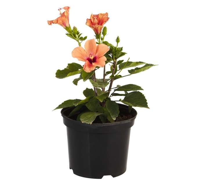 Malanseuns Hibiscus Adonicus Apricot Potted Plant (190mm)