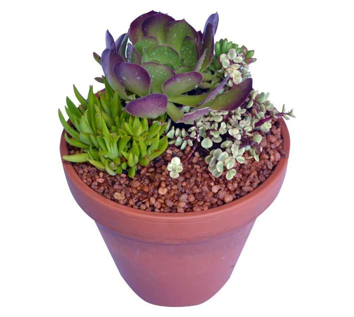 SB Succulent Potted Plant (200mm)