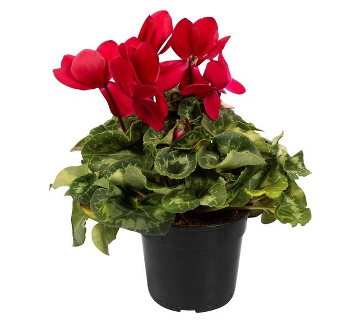 Plantimex Cyclamen Pot (140mm)