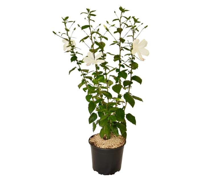 Plantimex HIBI17 Hibiscus Bush Pot (170mm)