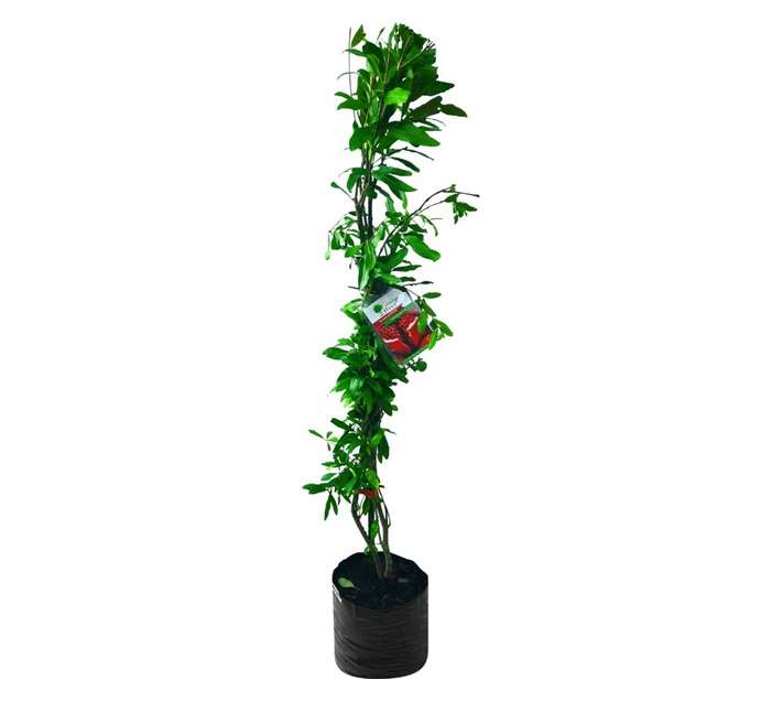 Giving Trees Wonderful Pomegranate Fruit Tree (230mm)