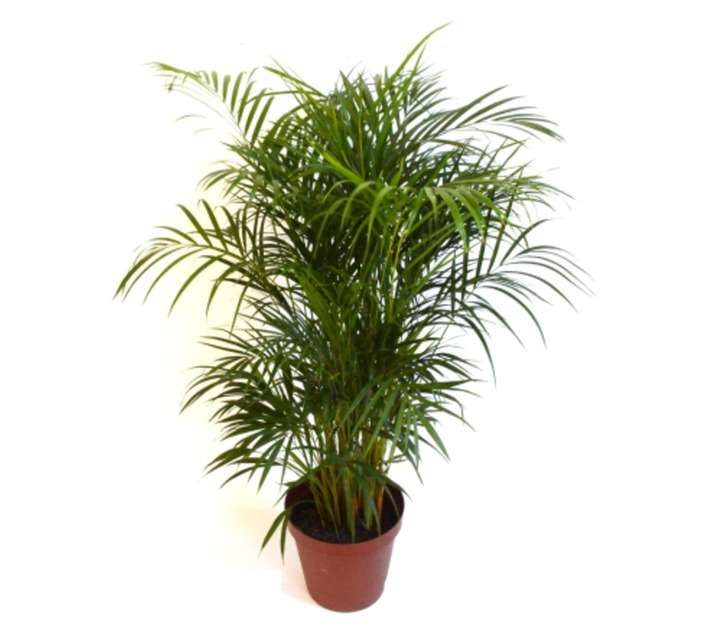 Plantimex AREC20 Chrysalidocarpus Pot (200mm)