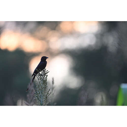 Nikon NIKKOR Z 600mm f/6.3</mar...