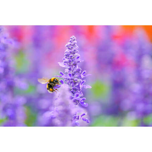 Sigma 105mm f/2.8 DG DN Macro Art Lens for Sony