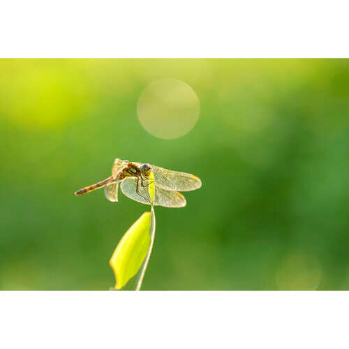Sigma 105mm f/2.8 DG DN Macro Art Lens for Sony
