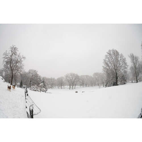 Sigma 15mm f/1.4 Fisheye DG DN Art Lens for Sony E