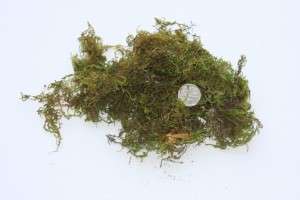 Green Moss - 1kg