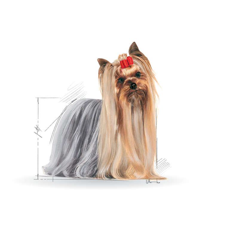 Yorkshire Terrier Adult - 1.5kg