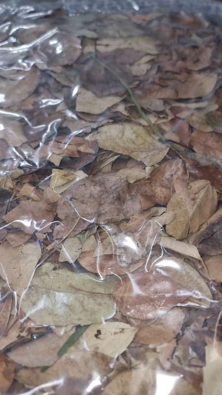 Leaf Litter (600 x 400 bag)