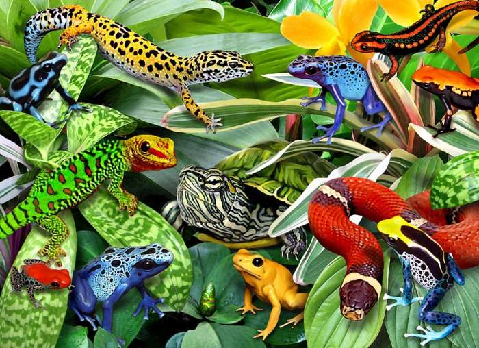 Reptiles (50pc Puzzle)
