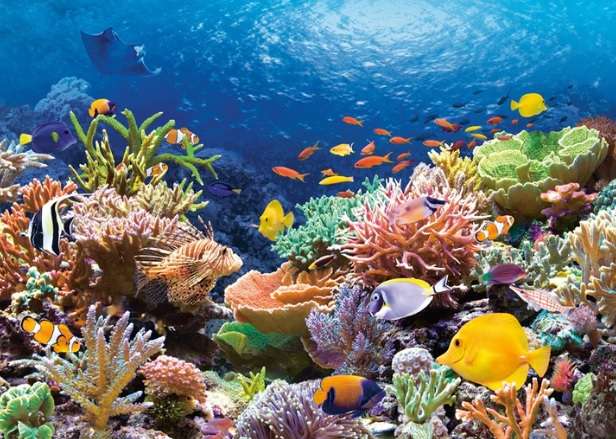 Coral Reef (1000 Piece Puzzle)