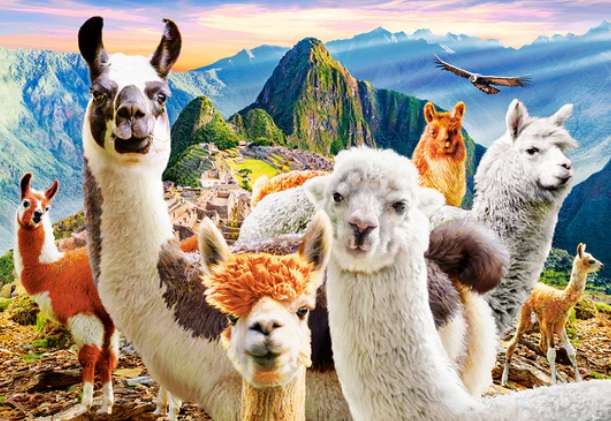 Llamas Selfie (1000pc Puzzle)