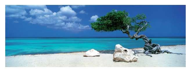 Divi Divi Tree (1000 Piece Puzzle)