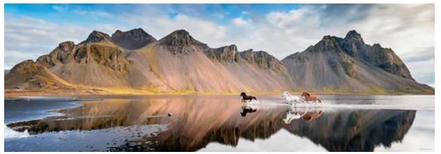 Iceland Horses (1000 Piece Puzzle)