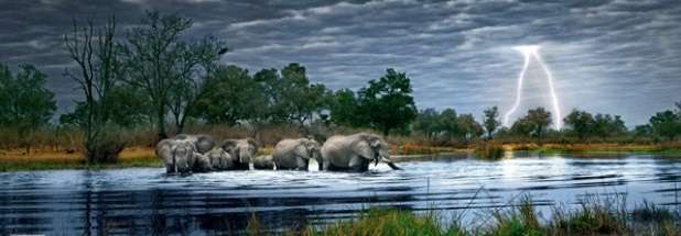 Herd of Elephants (2000 Piece Puzzle)