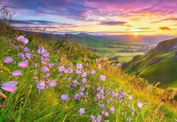 Harebells at Sunrise (500 Piece Puzzle)