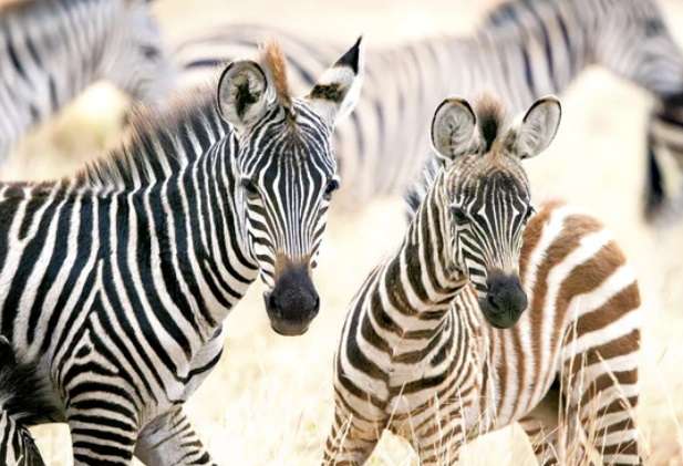 Young Zebras (1000 Piece Puzzle)