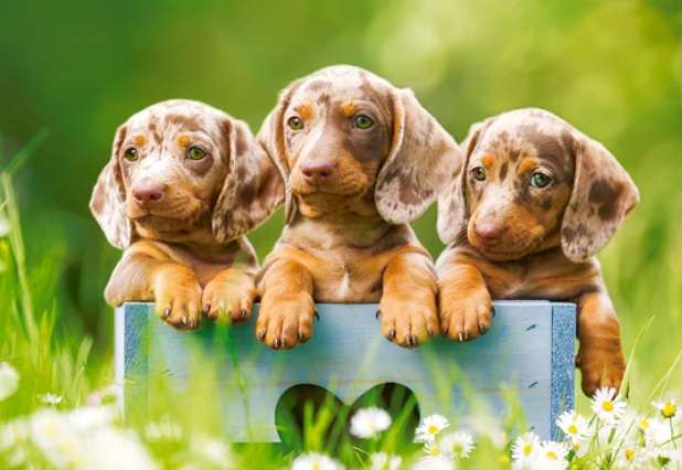 Cute Dachshunds (500 Piece Puzzle)