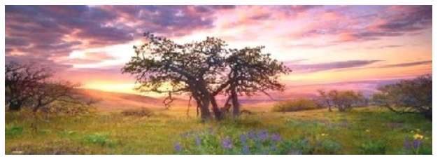 Oak Tree (2000 Piece Puzzle)