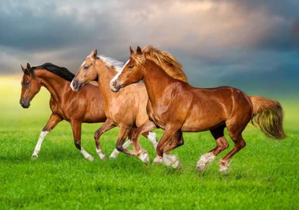 Horses in Spring Rush (500 Piece Puzzle)
