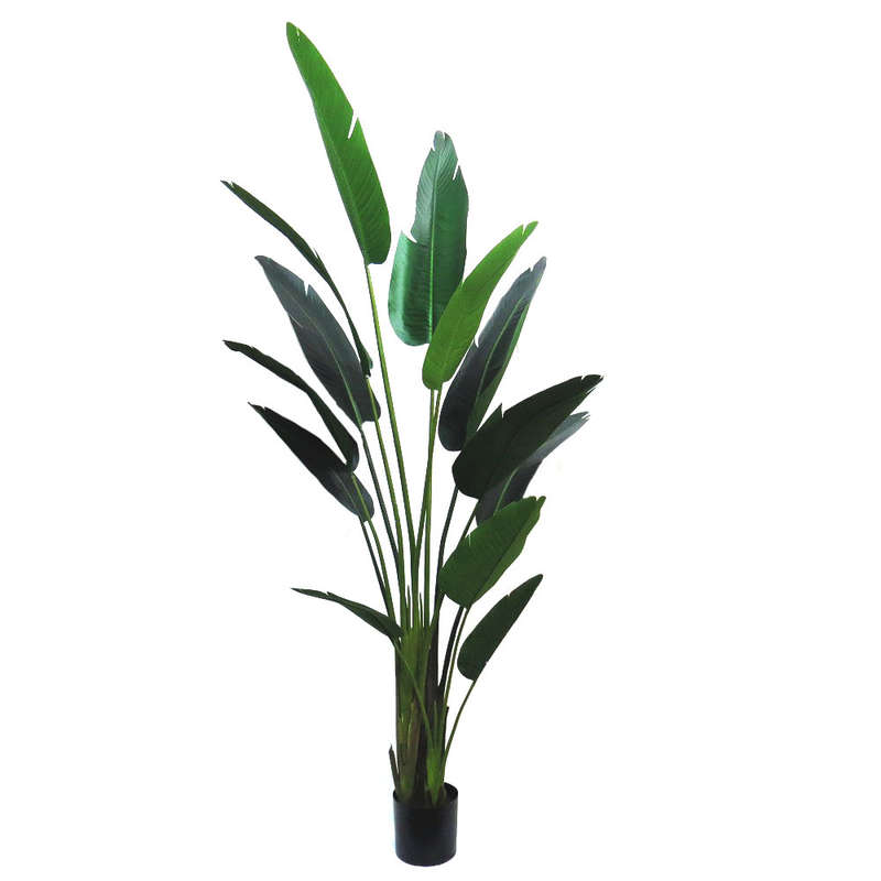 Strelitzia Extra large