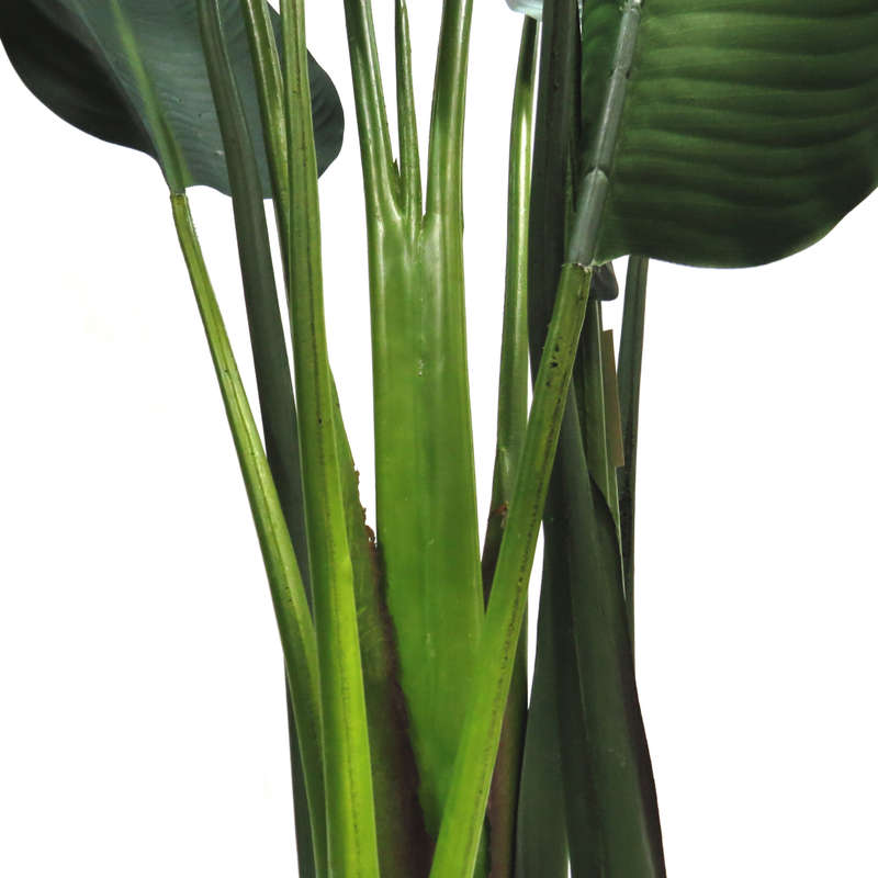 Strelitzia large