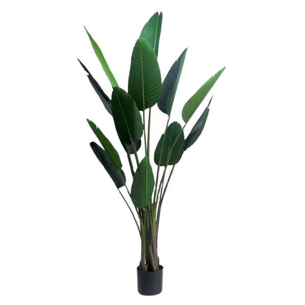Strelitzia large