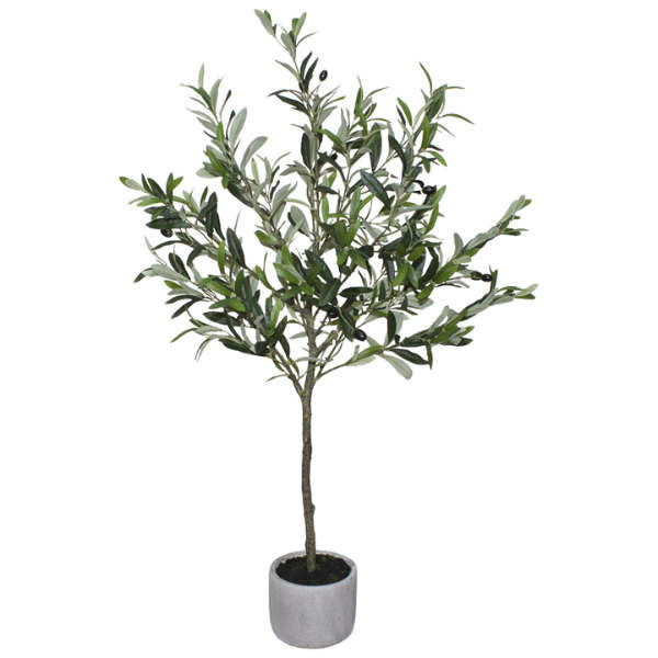 Olive tree in ceramic pot