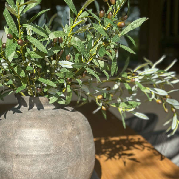 Olive branch